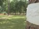 Citizens fight horribly to conserve trees ahead of pickleball court installation...